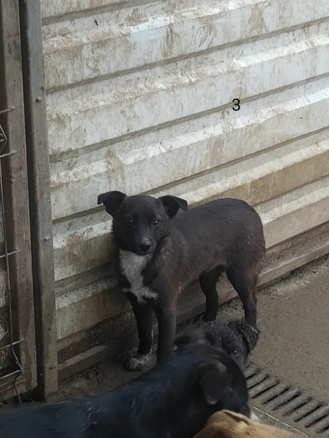 Qora, chien à l'adoption