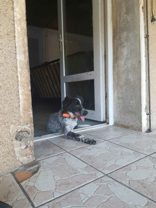 Quebec, chien à l'adoption