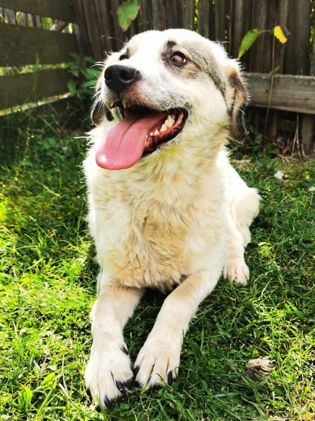 Ragnard, chien à l'adoption