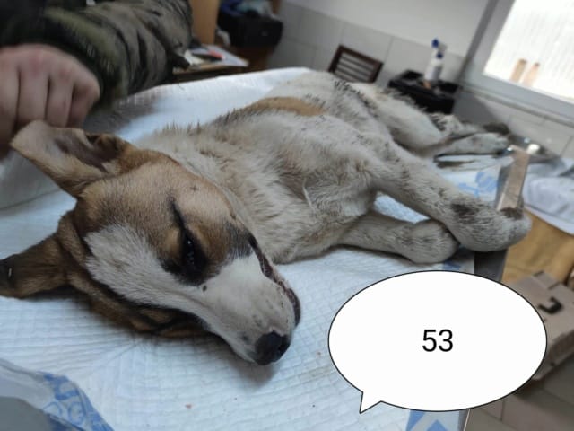 Raiponce, chien à l'adoption