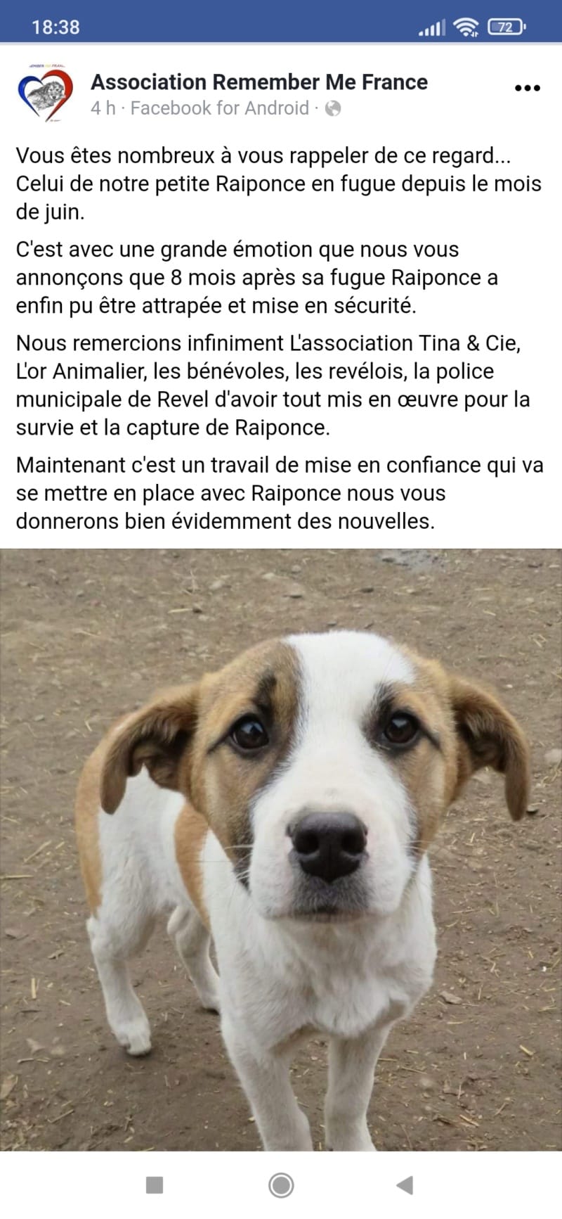 Raiponce, chien à l'adoption