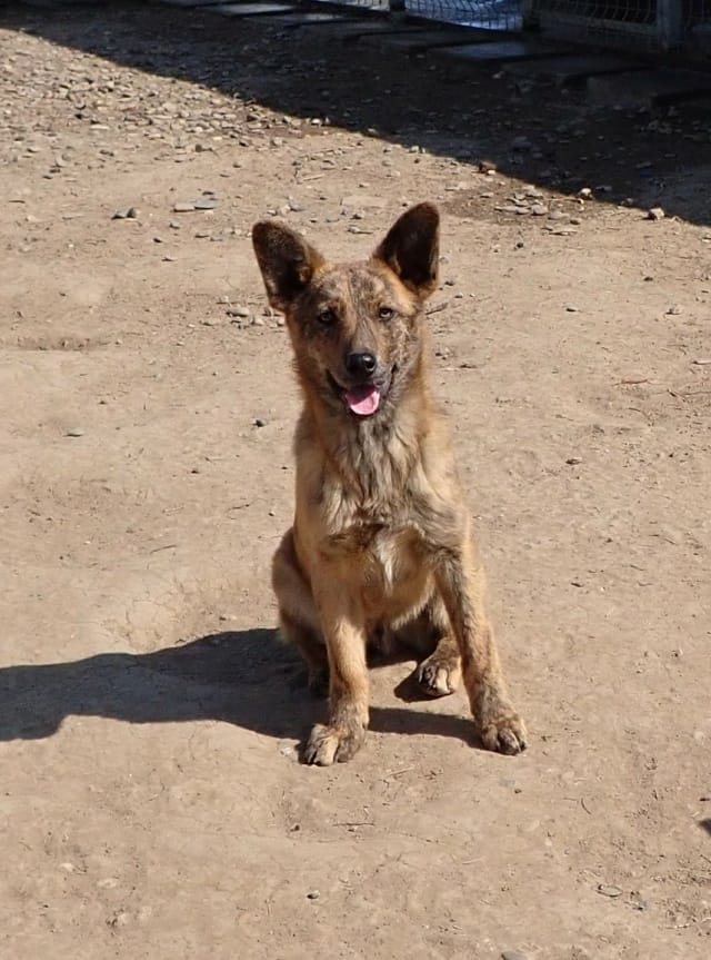 Rami, chien à l'adoption