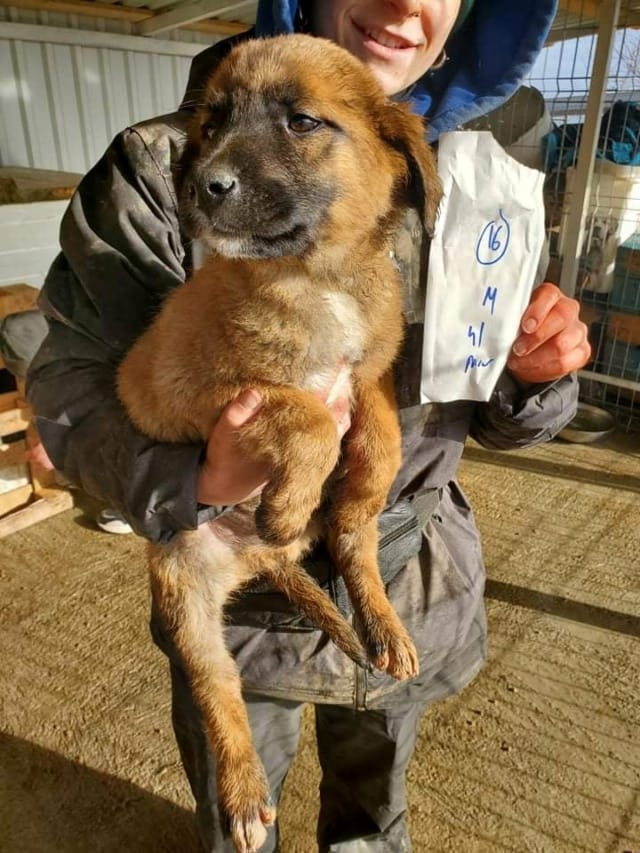 Ranger, chien à l'adoption