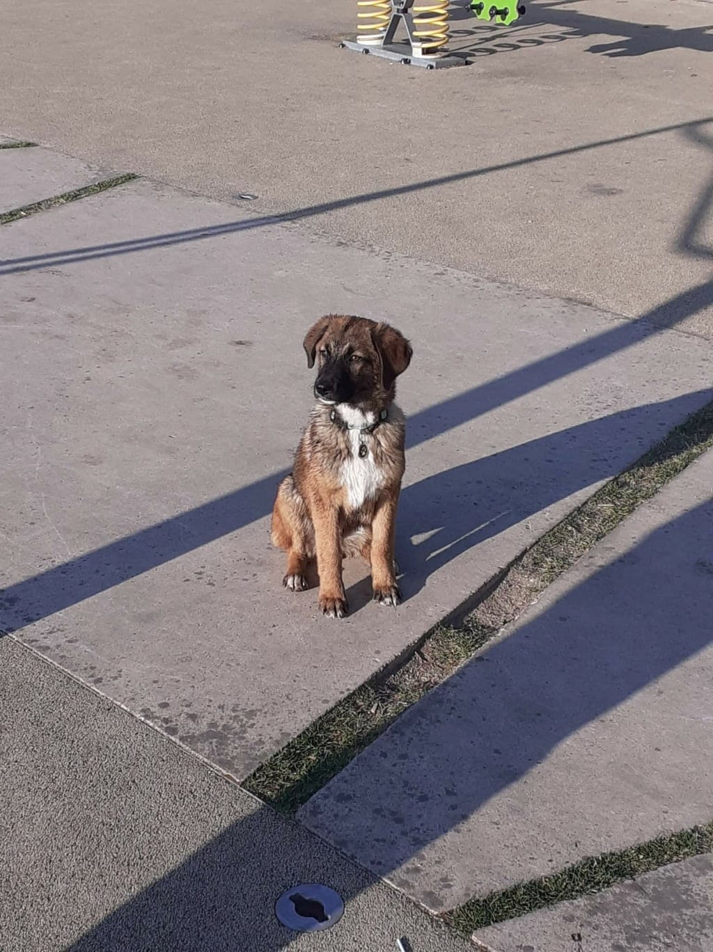 Ranger, chien à l'adoption