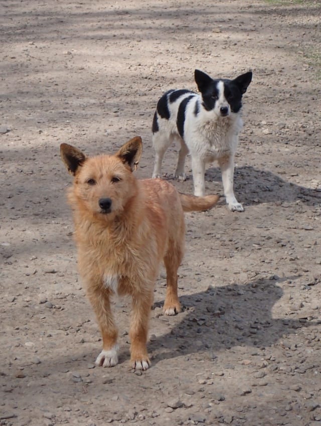Ratcha, chien à l'adoption