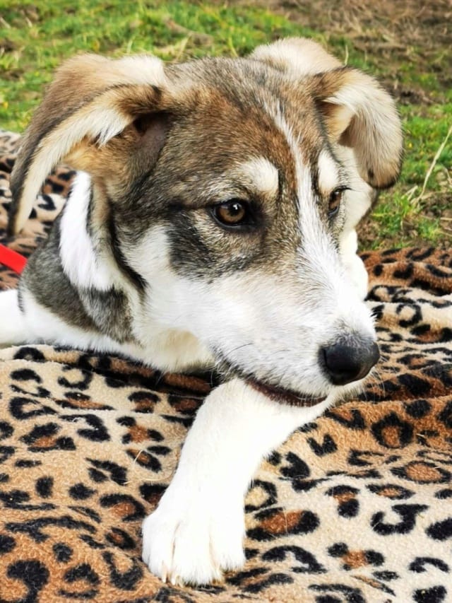 Reuben, chien à l'adoption