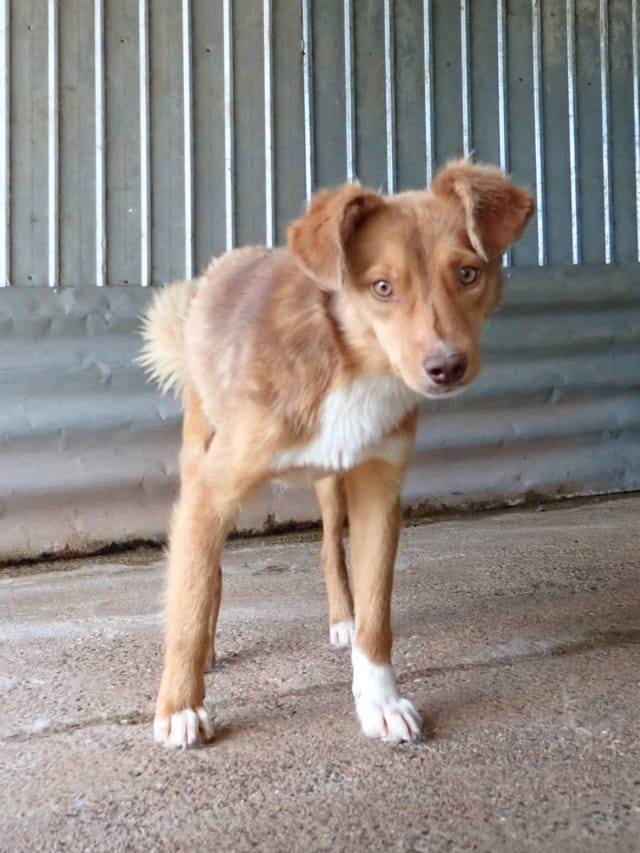Reve, chien à l'adoption