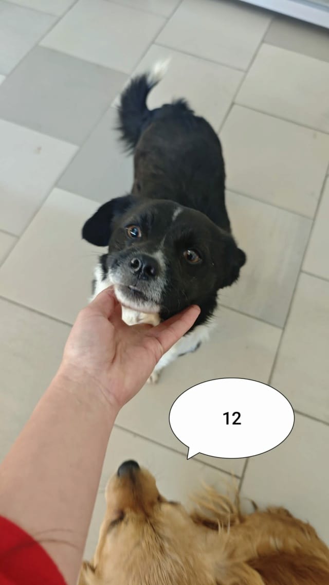 Rimini, chien à l'adoption