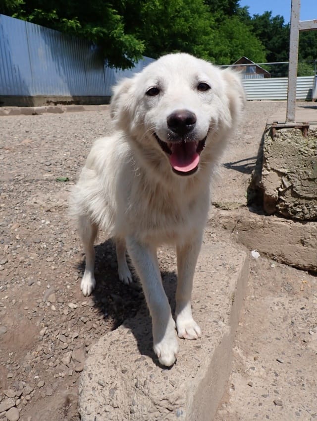 Rodri, chien à l'adoption