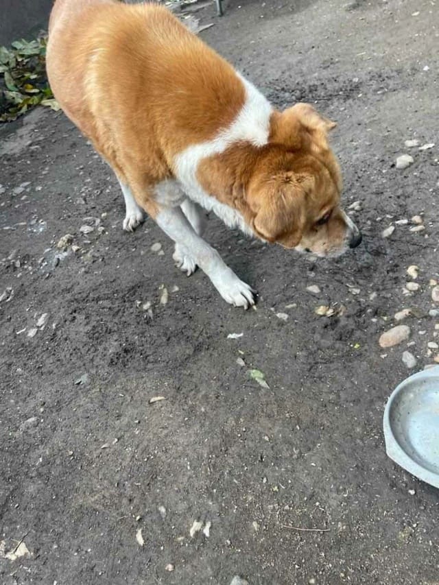 Romeo 2, chien à l'adoption