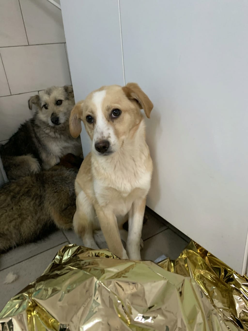 Rosalie, chien à l'adoption