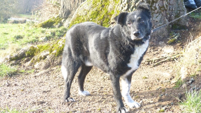 Roswell, chien à l'adoption