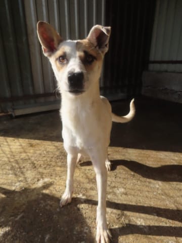 Roxine, chien à l'adoption