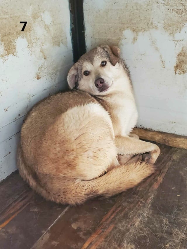 Sadie, chien à l'adoption