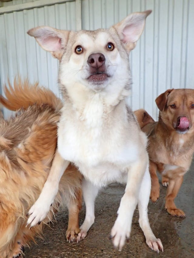 Sadie, chien à l'adoption
