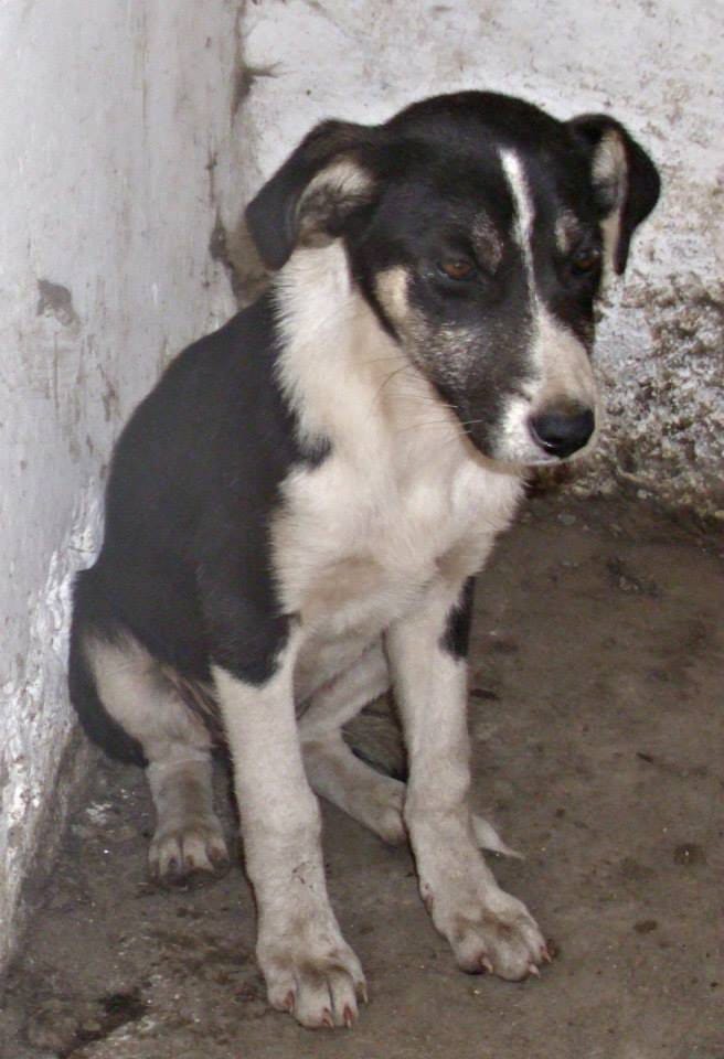 Salome, chien à l'adoption