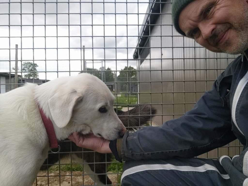 Samba, chien à l'adoption