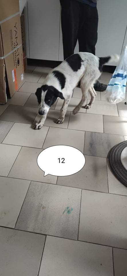 Sambo, chien à l'adoption