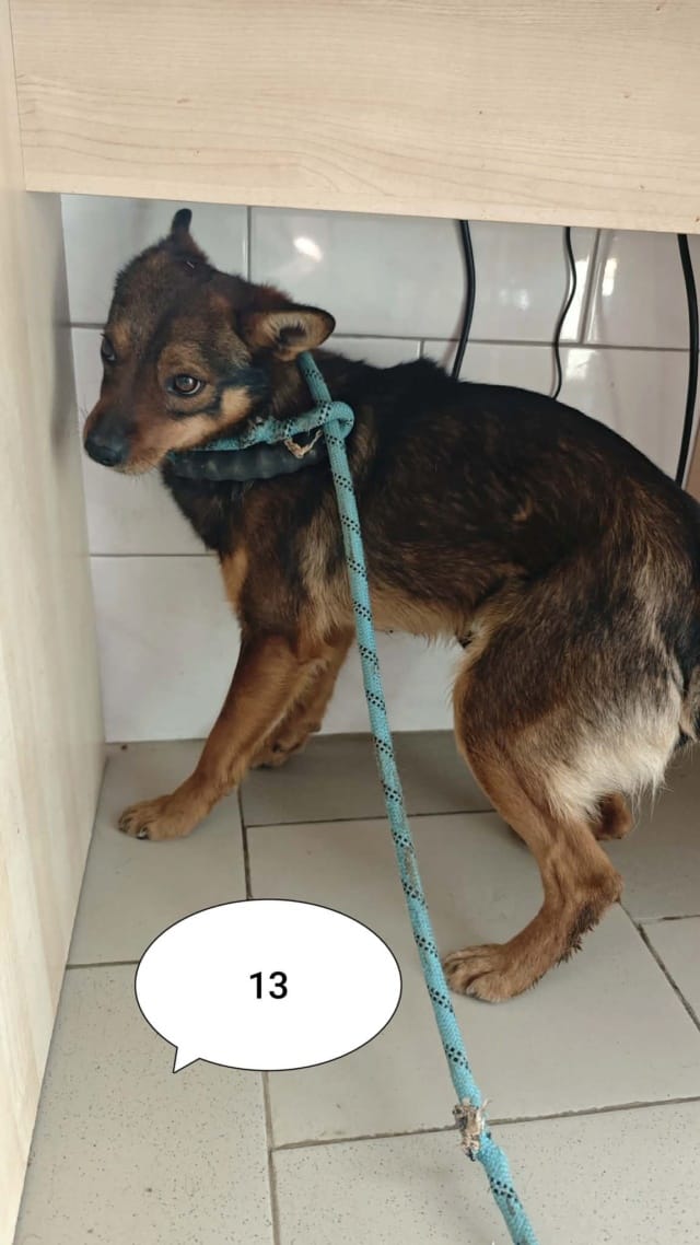 Sami, chien à l'adoption