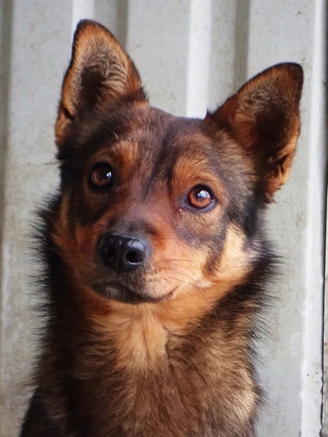 Sami, chien à l'adoption