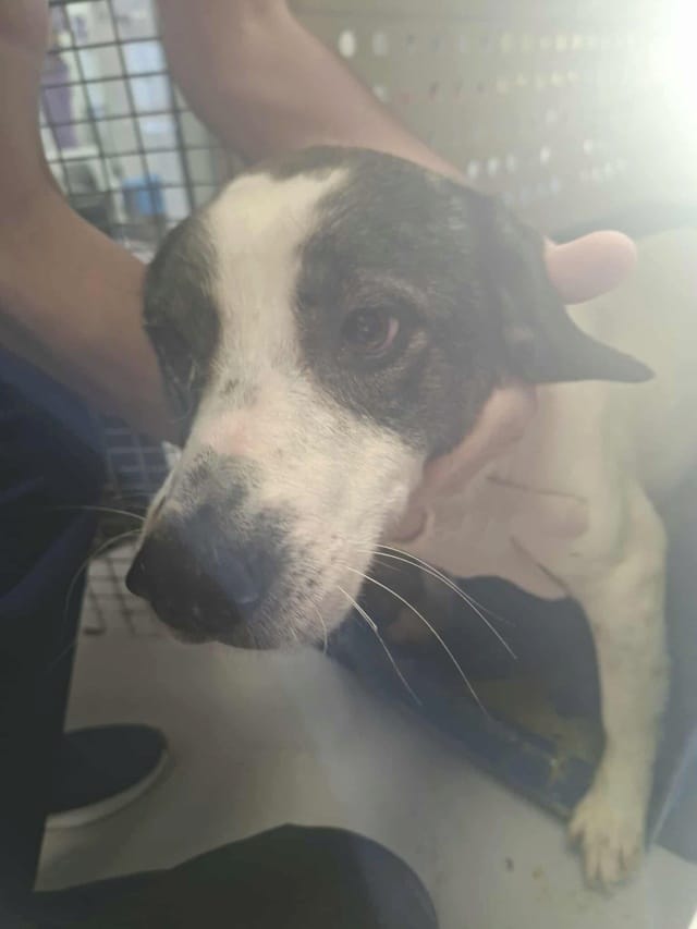 Samoa, chien à l'adoption