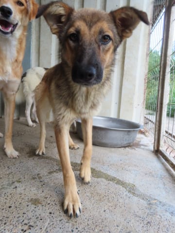 Samsara, chien à l'adoption