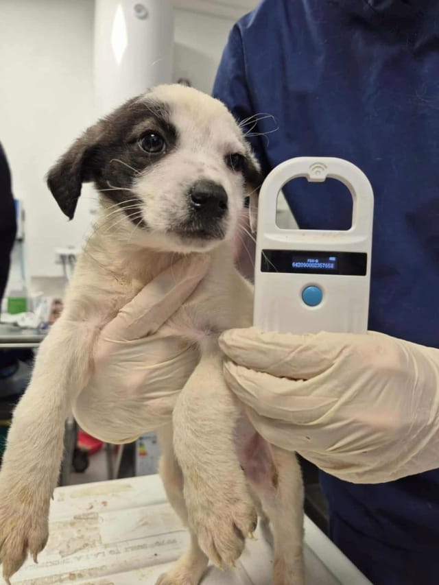 Sanga, chien à l'adoption