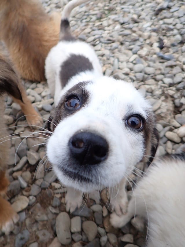 Sanga, chien à l'adoption