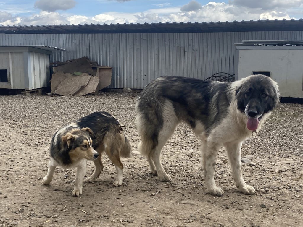 Sangoku, chien à l'adoption