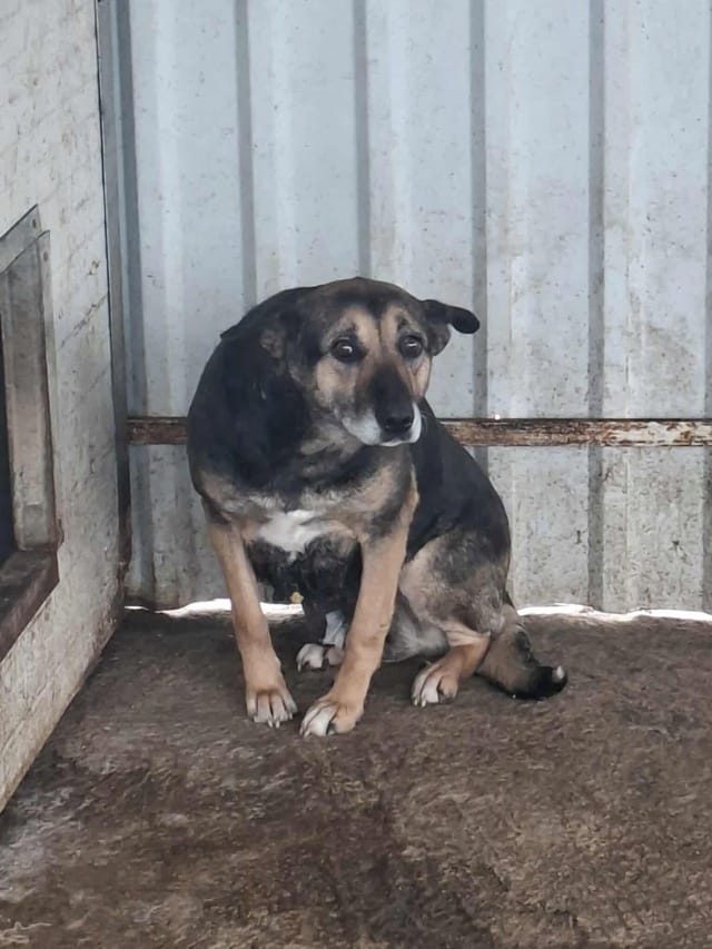 Sarabi, chien à l'adoption