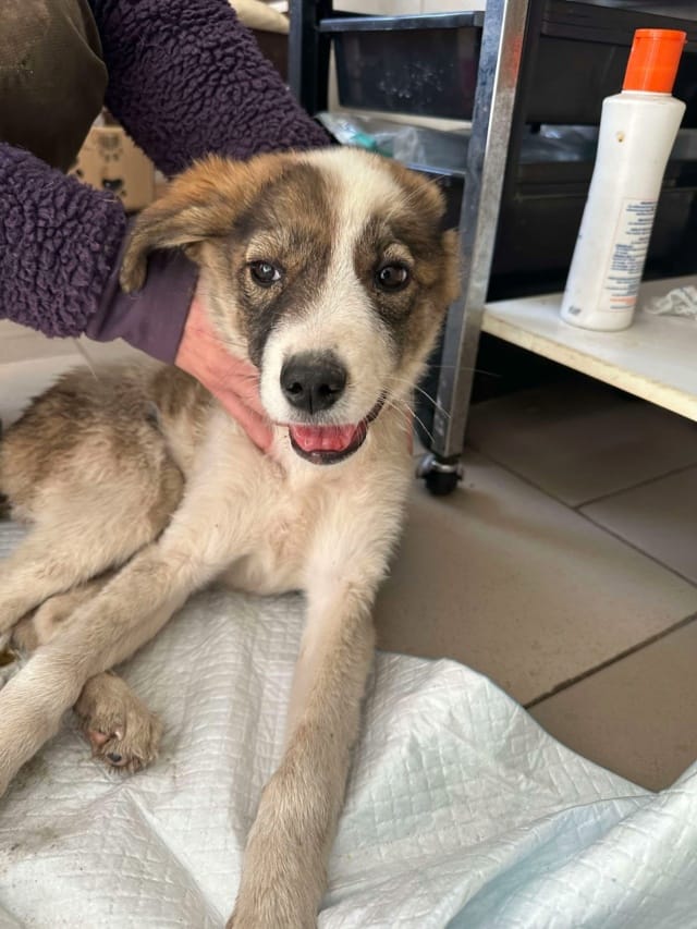 Saruta, chien à l'adoption