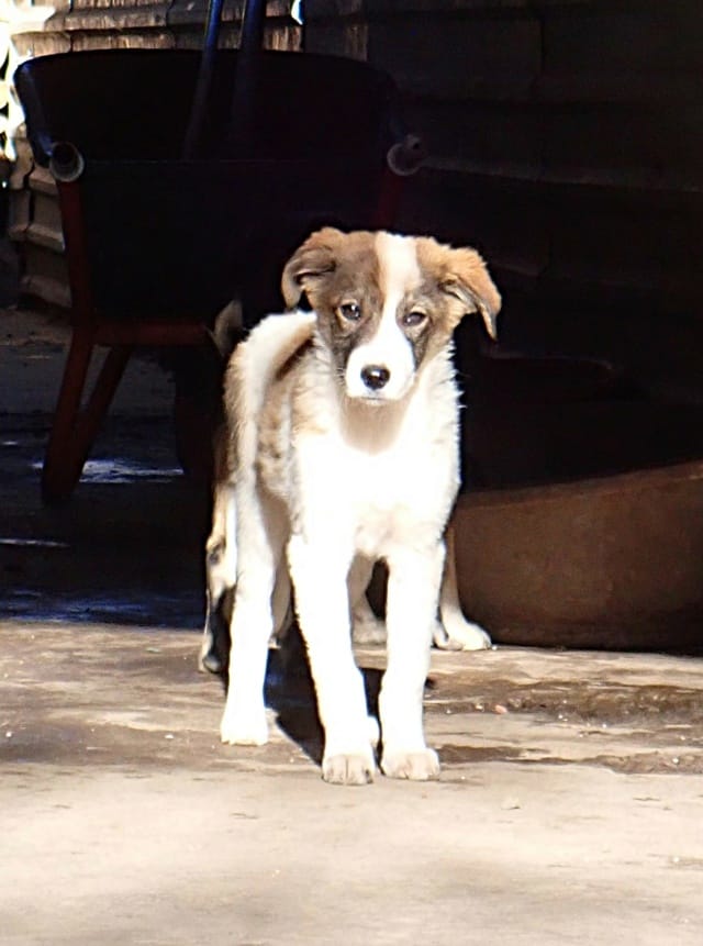 Saruta, chien à l'adoption