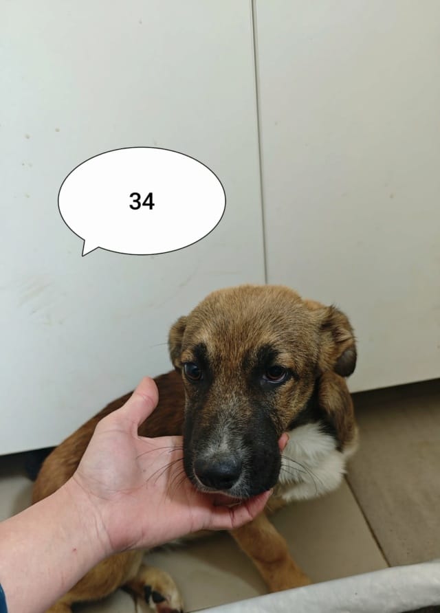 Saskia, chien à l'adoption