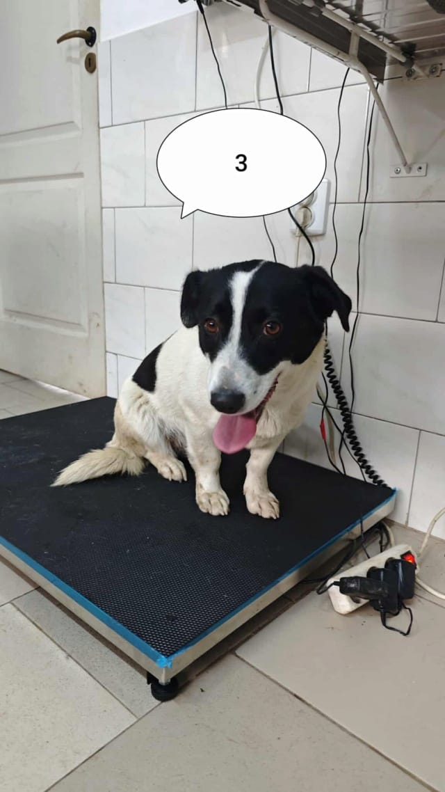 Scarlet, chien à l'adoption