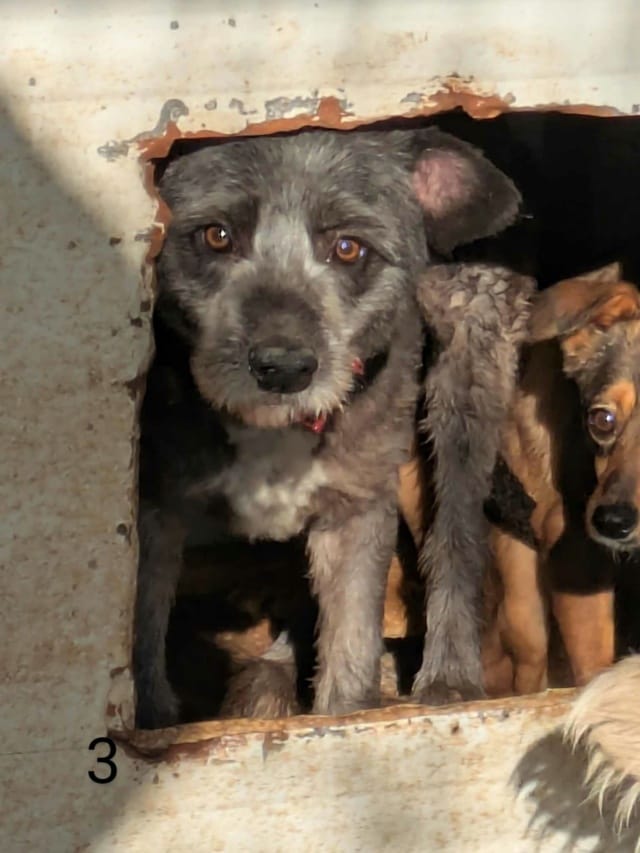 Scruffy, chien à l'adoption