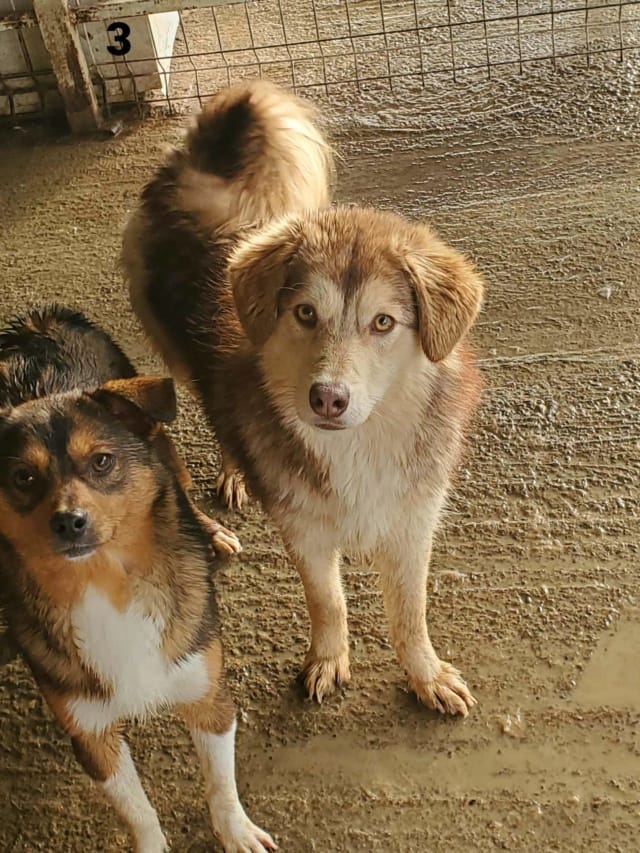 Selina, chien à l'adoption