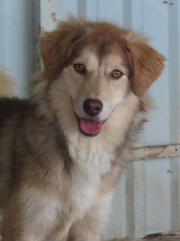 Selina, chien à l'adoption