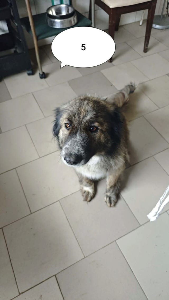 Selune, chien à l'adoption