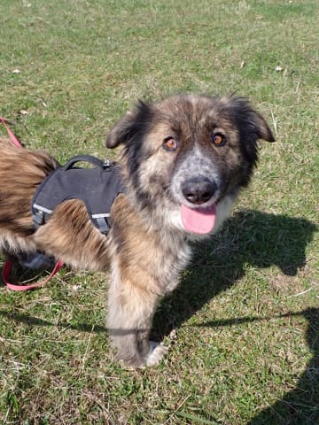 Selune, chien à l'adoption