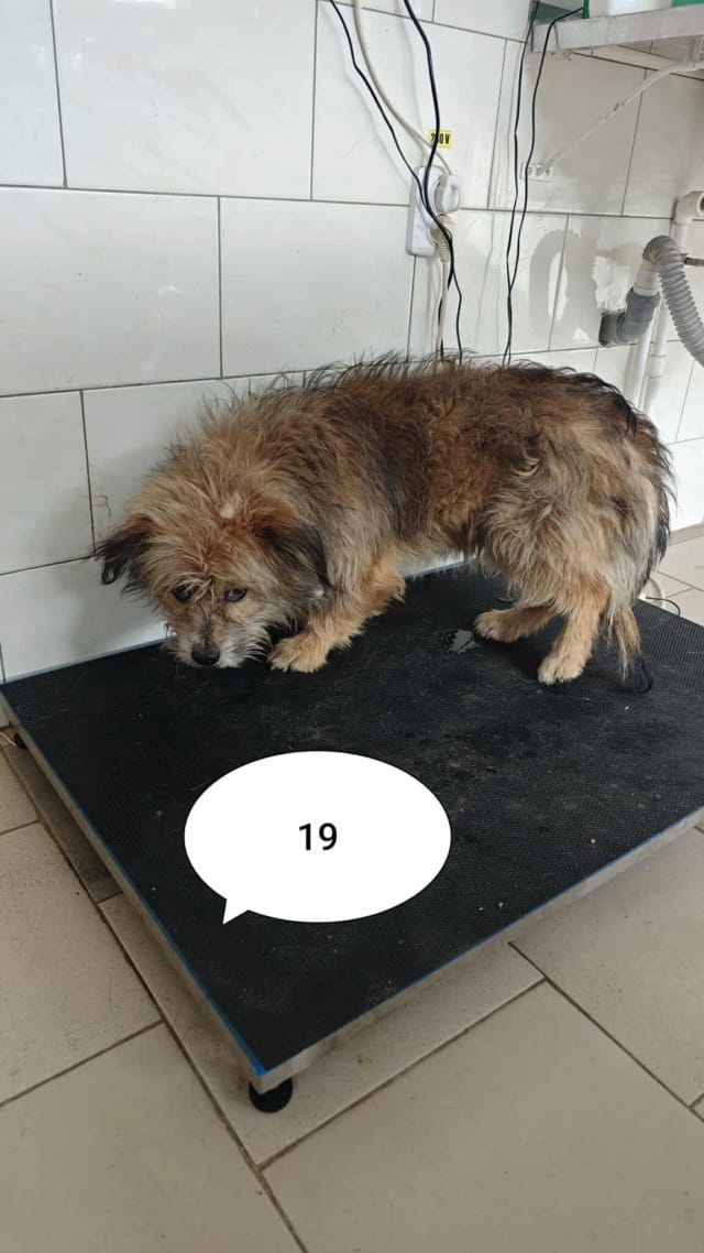 Senator, chien à l'adoption