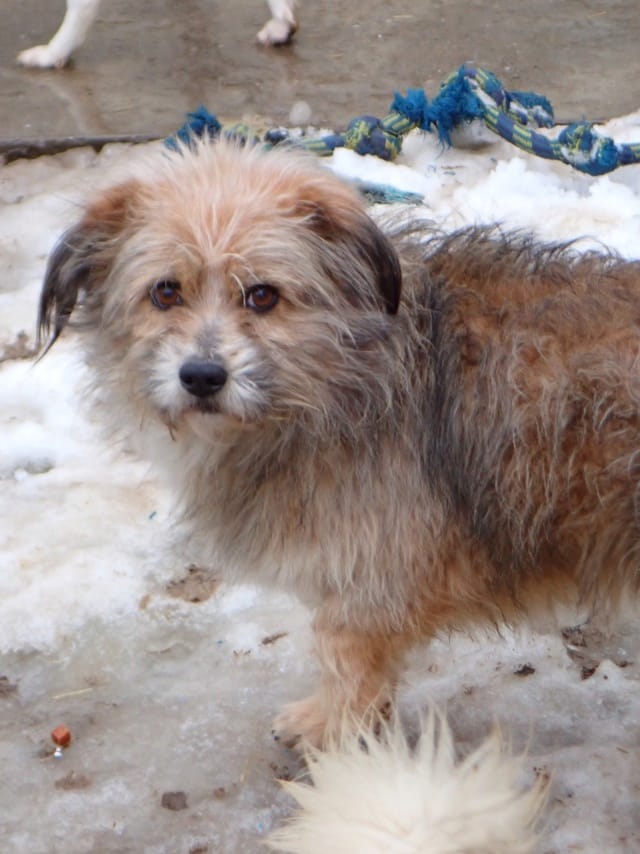 Senator, chien à l'adoption