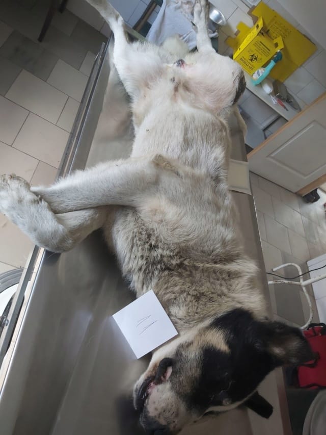 September, chien à l'adoption