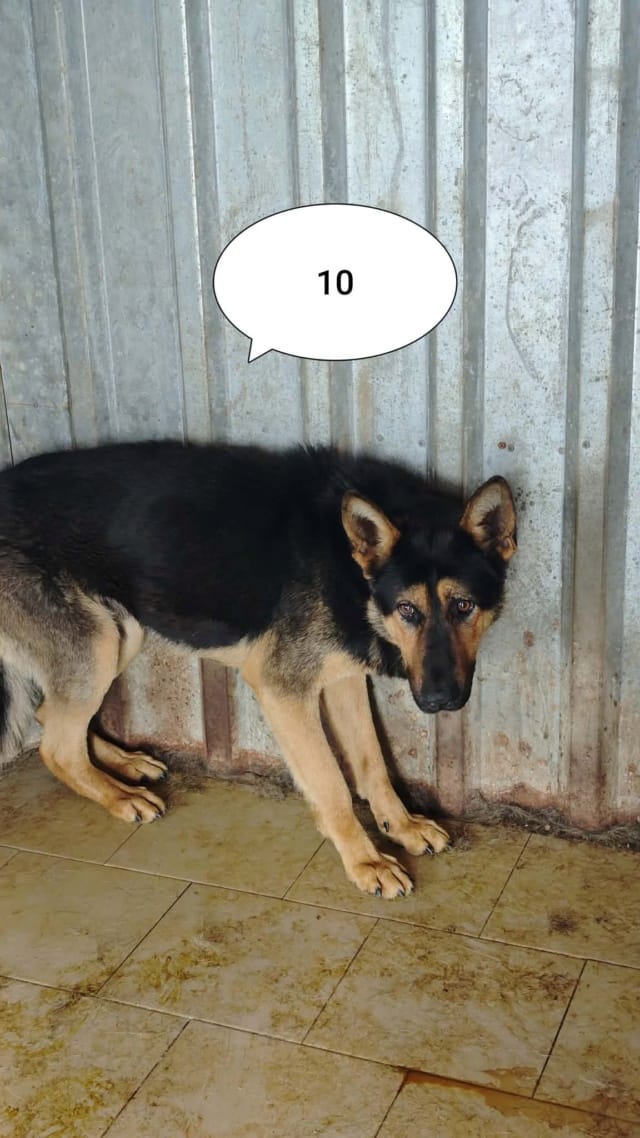 Serpentard, chien à l'adoption