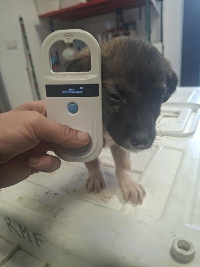 Shark, chien à l'adoption