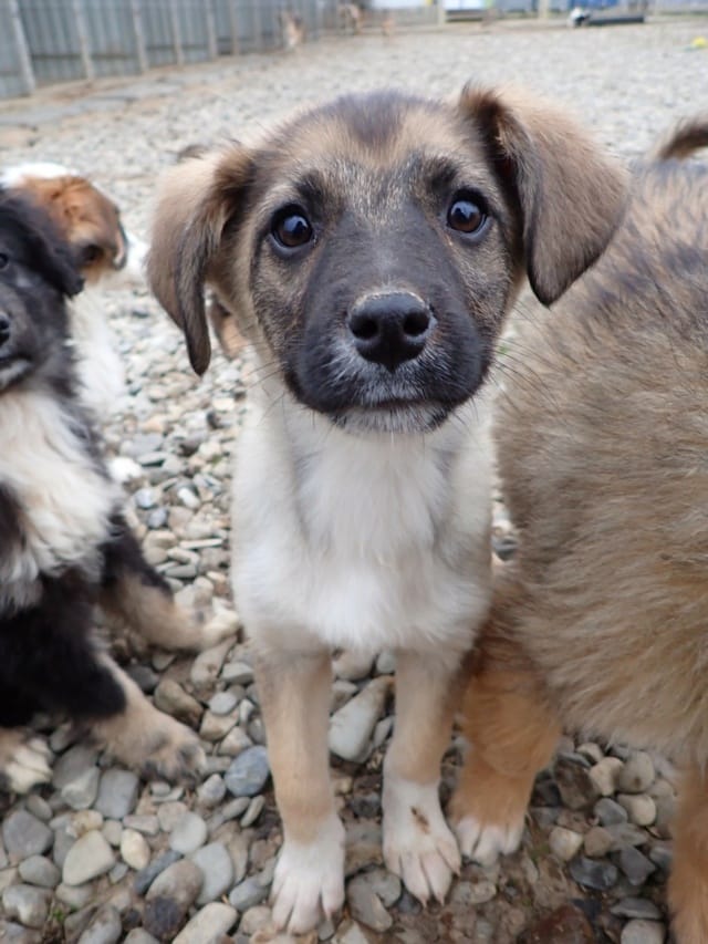 Shark, chien à l'adoption