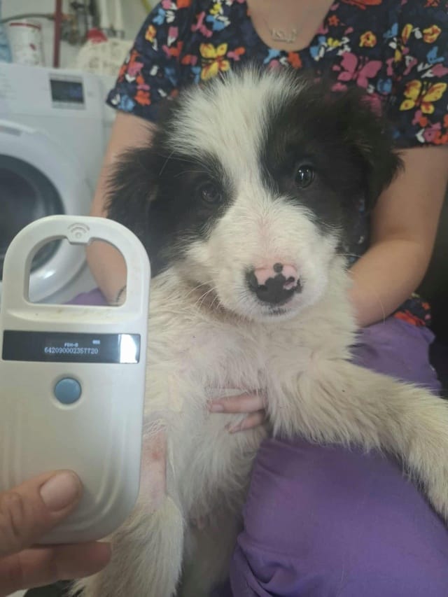 Shazam, chien à l'adoption