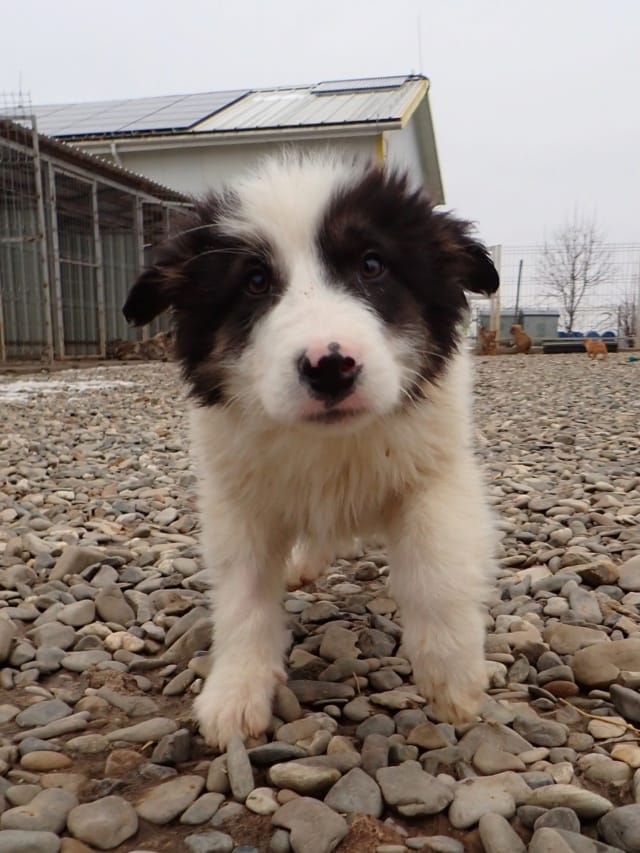Shazam, chien à l'adoption