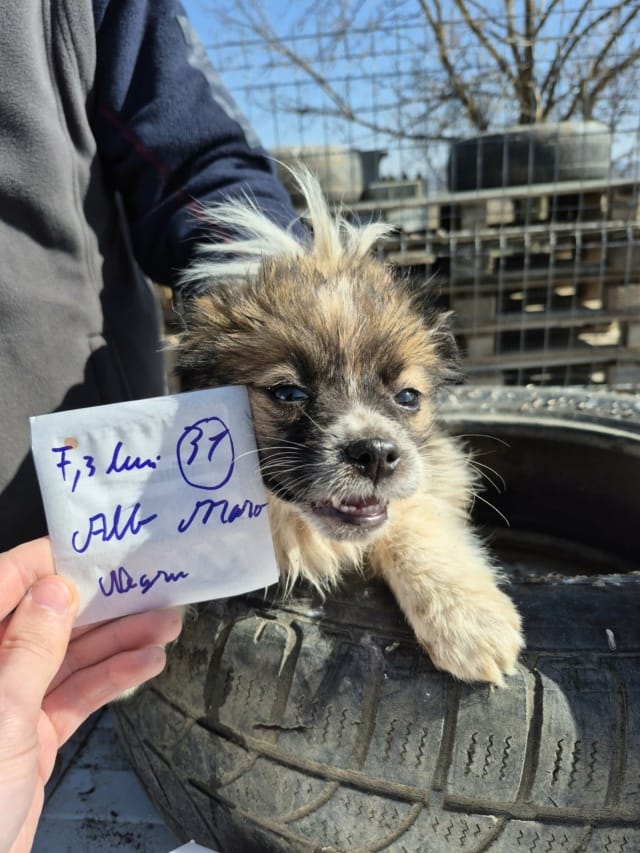 Shenzi, chien à l'adoption