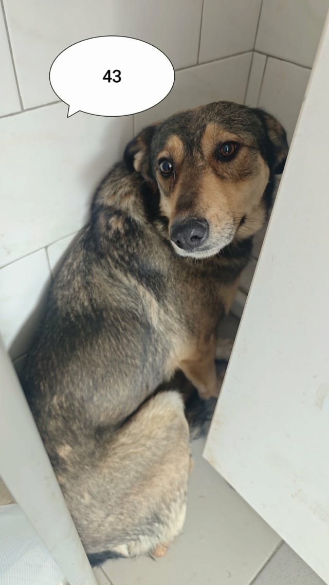 Sheree, chien à l'adoption