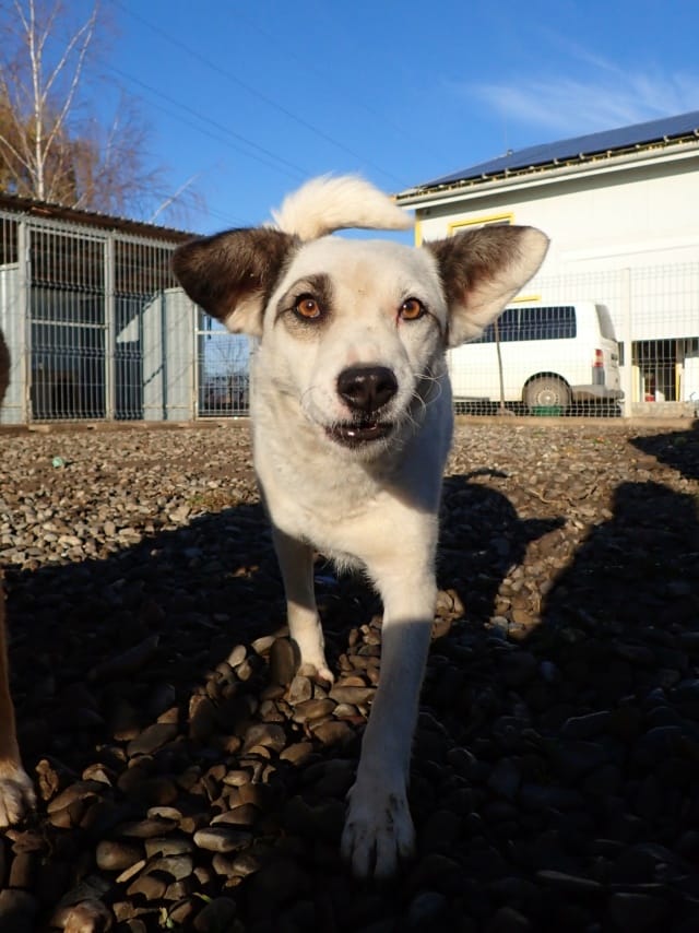 Shiny, chien à l'adoption